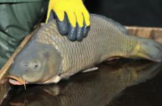 Po wyroku SN sprzedawcy ukarani za znęcanie się nad karpiami