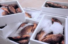 Zadawanie cierpienia zwierzętom jest karalne, ale zabijać można - łagodnie