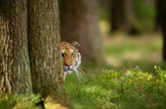 SN: Dariusz Michalczewski jest właścicielem marki Tiger