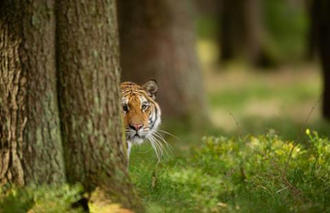 SN: Dariusz Michalczewski jest właścicielem marki Tiger
