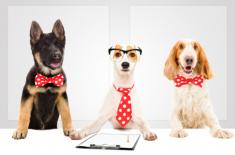 Psy zatrudnione w skarbówce będą tropić koronawirusa