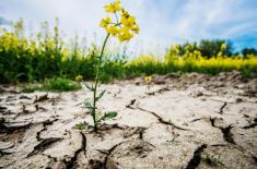 NIK: Susza zagraża rolnictwu, a kompleksowego planu brak