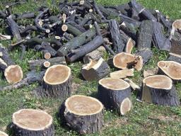 WSA: Lipny stan wyższej konieczności - wspólnota zapłaci za zniszczenie drzew