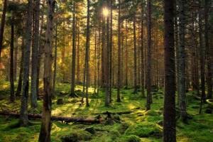 Ruszył program  „Leśna szkoła z klimatem”