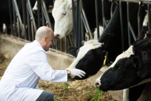 Pod naciskiem UOKiK Polmlek zmienia umowy z dostawcami mleka