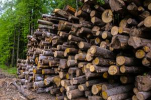 Projekt specustawy - lasy pod Jaworznem i Stalową Wolą pod państwowe inwestycje