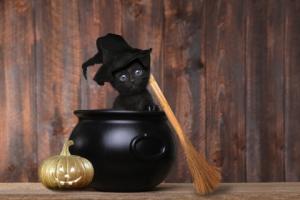 Prokuratura ściga za bluźnierstwo, radni biorą się za czarownice