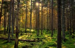 WSA: Sąd przeciwdziała zmianom klimatycznym i odmawia wycięcia lasu