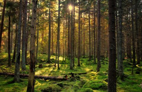 WSA: Sąd przeciwdziała zmianom klimatycznym i odmawia wycięcia lasu