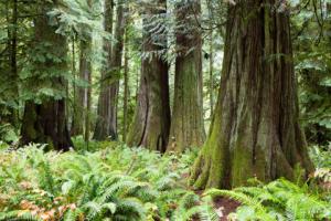 Specustawa o wykorzystaniu lasów pod inwestycje podpisana