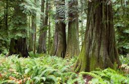Specustawa o wykorzystaniu lasów pod inwestycje podpisana