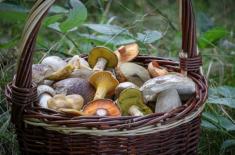 Jadalny nie znaczy do obrotu. Nie każdy grzyb do legalnego zakupu