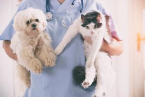 Utajnienie testów na zwierzętach jest groźne