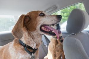 RPO: Zakaz wyprowadzania psów na plaży - sprzeczny z prawem