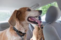 RPO: Zakaz wyprowadzania psów na plaży - sprzeczny z prawem