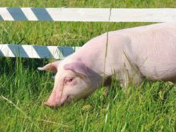 UOKiK sprawdzi odmowy skupu wieprzowiny ze stref zagrożonych ASF