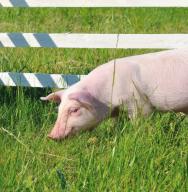 UOKiK sprawdzi odmowy skupu wieprzowiny ze stref zagrożonych ASF