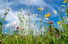 Łąki kwietne potrzebne przy drodze, przepisy także