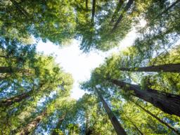 Nowelizacja ustawy o lasach i ochronie przyrody z podpisem prezydenta