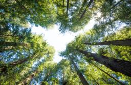 Nowelizacja ustawy o lasach i ochronie przyrody z podpisem prezydenta