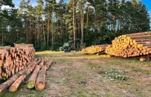 Ekolodzy na drodze cywilnej wstrzymali cięcia w Puszczy Białowieskiej
