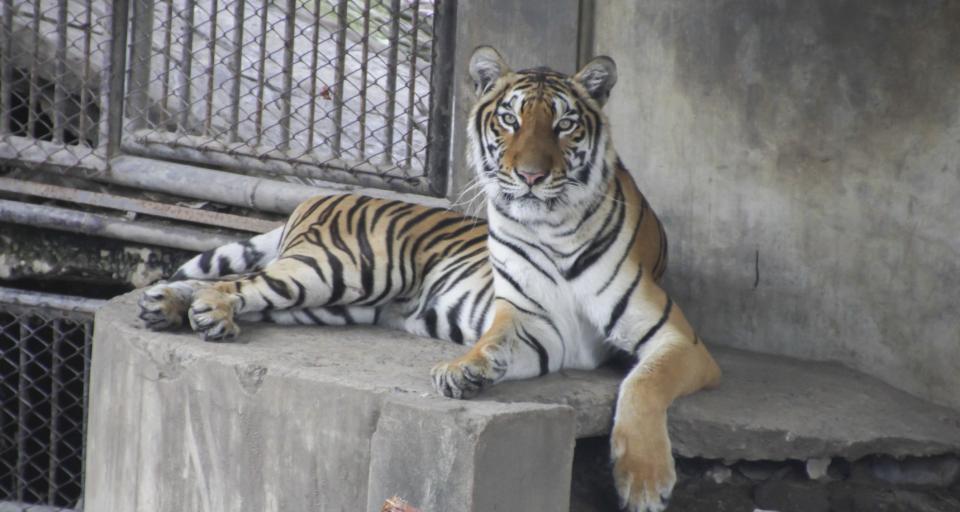 Tygrys z przemytu trafi do Centralnego Azylu dla Zwierząt
