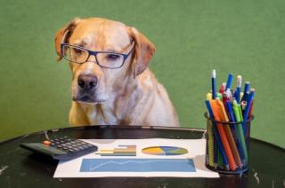 Pies pilnuje dokumentów w biurze rachunkowym, więc koszty mogą obniżyć podatek