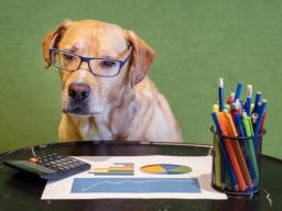 Pies w biurze rachunkowym może obniżyć podatek dochodowy