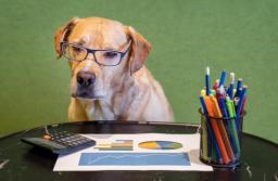 Pies pilnuje dokumentów w biurze rachunkowym, więc koszty mogą obniżyć podatek