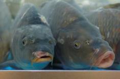 Świąteczne karpie z wolna odzyskują prawa - problemem bazary i targowiska