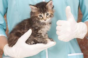 Kot-antyszczepionkowiec wojewodzie tłumaczyć się nie musi - obowiązek trudny do wyegzekwowania