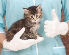Kot-antyszczepionkowiec wojewodzie tłumaczyć się nie musi - obowiązek trudny do wyegzekwowania