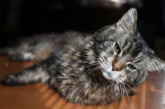 Kot-antyszczepionkowiec wojewodzie tłumaczyć się nie musi - obowiązek trudny do wyegzekwowania