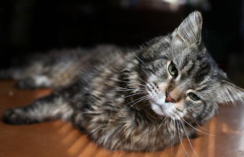 Kot-antyszczepionkowiec wojewodzie tłumaczyć się nie musi - obowiązek trudny do wyegzekwowania