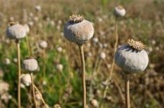 Już obowiązuje nowelizacja ułatwiająca uprawę konopi i maku