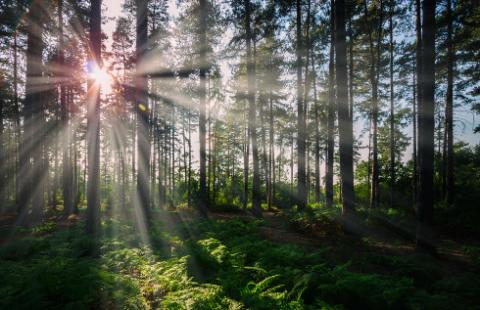 Polska dopiero w przyszłym roku uporządkuje obszary Natura 2000