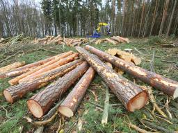 Polski rząd nie chce unijnego rozporządzenia w sprawie wylesiania 