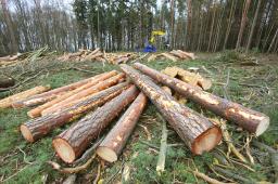 Polski rząd nie chce unijnego rozporządzenia w sprawie wylesiania 