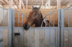 SN: Znęcanie się nad konikami bez winy i kary