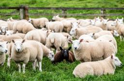 SN: Sąd na rozprawie ma ocenić, czy w Warszawie można hodować owce