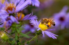 Hasztag wiosna czy #grzywna? - ładne kwiaty lepiej podziwiać w lesie