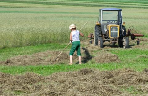 Rolnictwo - wciąż dużo wypadków przy pracy