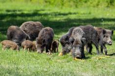 SN: Sąd jest związany decyzją nadleśniczego w sprawie szkody po polowaniu