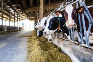 UOKiK sprawdza, czy spółdzielnie mleczarskie nadużywają przewagi kontraktowej