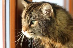 Zamiast księcia kot w worku – luka w prawie szkodliwa dla zwierząt i ich właścicieli