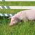 SO: Hodowla świń nie daje prawa do pierwokupu gruntu