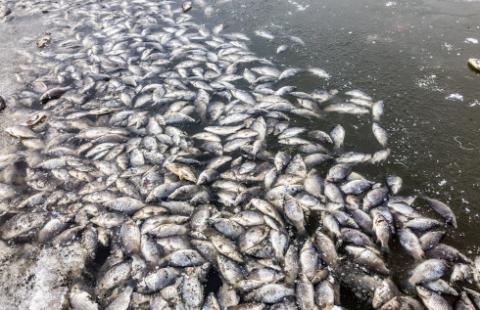 Zatruta Odra - naprawa szkód w środowisku jest bardzo trudna