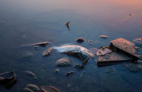 Rząd ma zdecydować o pomocy dla nadodrzańskich firm