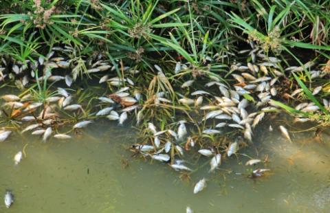 Zatruta Odra: Przedsiębiorcy rozczarowani niskim wsparciem, mają swoje propozycje