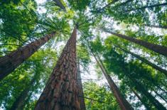 Zmowa w przetargach na utrzymanie zieleni - jest kara UOKiK